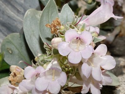 Parachute Beardtongue
