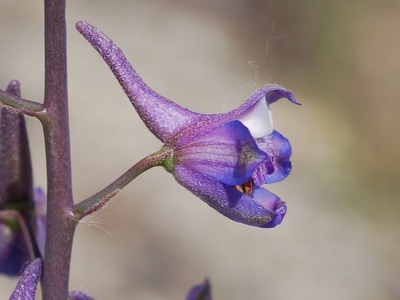 Parish's Larkspur
