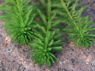 Parrot's Feather