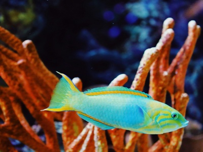 Parrotfish