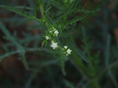 Parthenium Weed