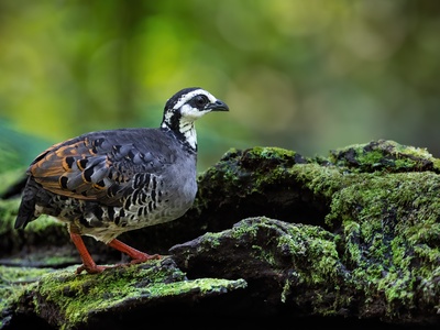 Partridge