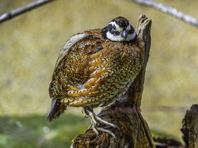 Partridge