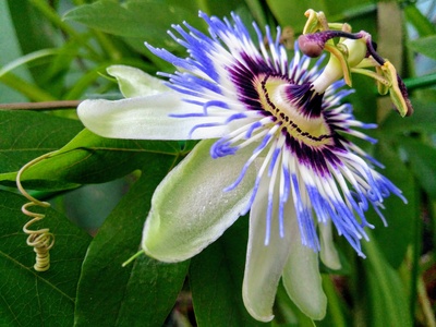 Passion Flower