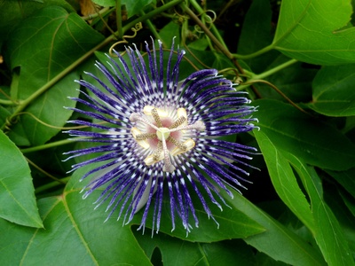 Passionfruit (maracuyá)