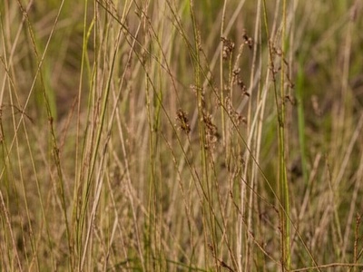 Pasto de la perdiz