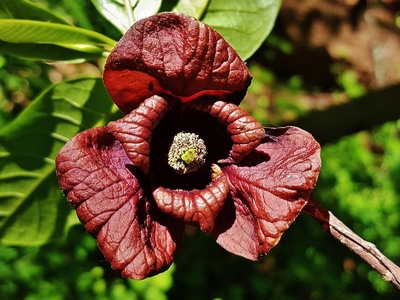 Pawpaw