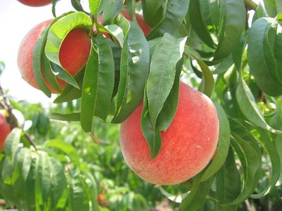 Peach
