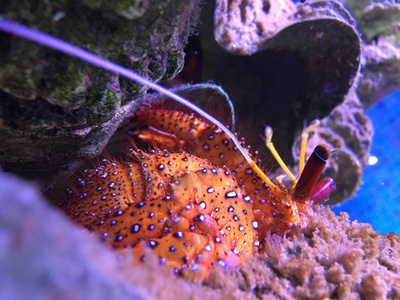 Peacock mantis shrimp