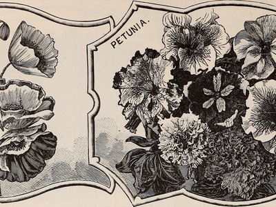 Peacock Poppy