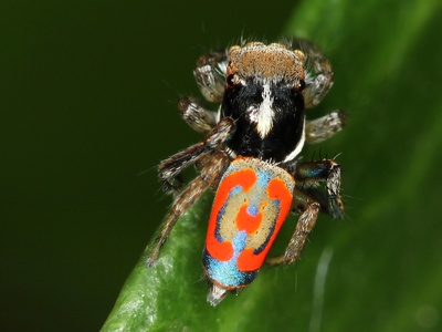 Peacock spider