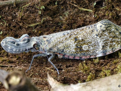 Peanut-headed Bug