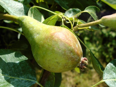 Pear (Kruška)