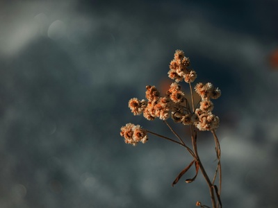 Pearly Everlasting