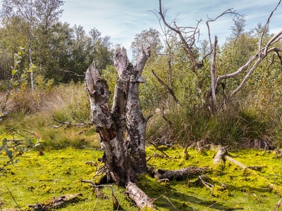 Peat moss