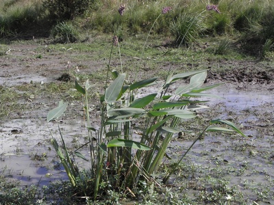 Peguajó