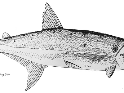 Peixe-Cachorro