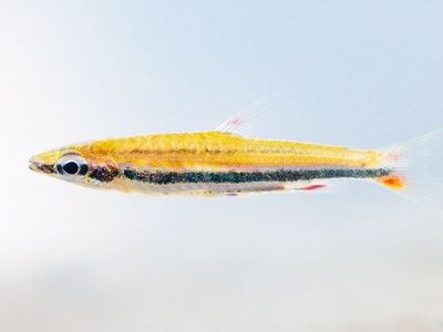 Peixe-Lápis