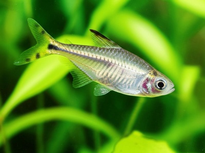 Peixe-Vidro