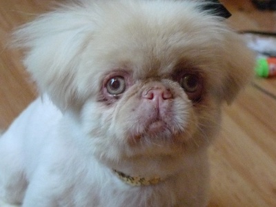 Pekingese