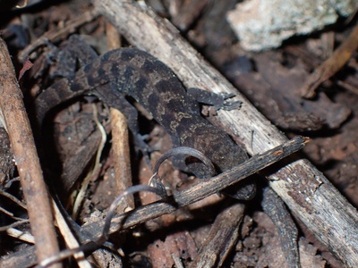 Pelagic Gecko