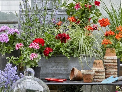 Pelargonium