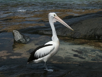 Pelican