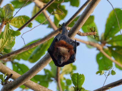 Pemba Flying Fox