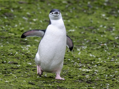 Penguin