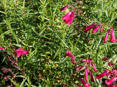 Penstemon