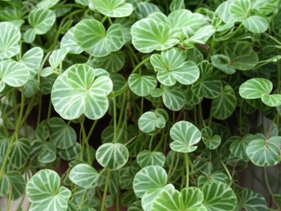 Peperomia 'Hope'