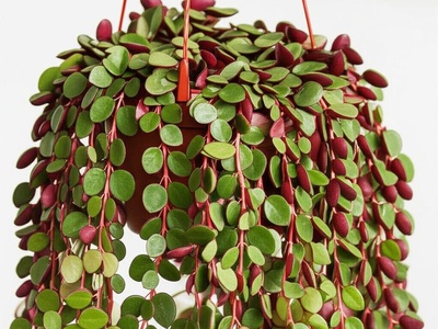Peperomia 'Ruby Cascade'