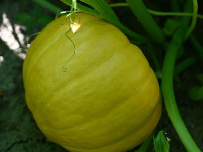 Pepino dulce (pepino melon)