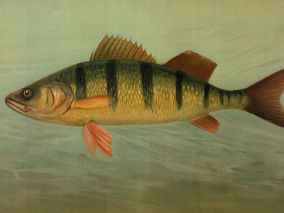 Perch