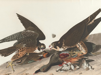 Peregrine Falcon (wetland-associated populations)