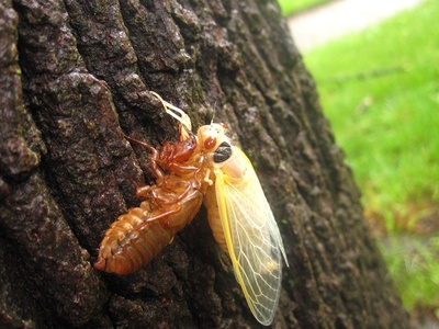 Periodical Cicada