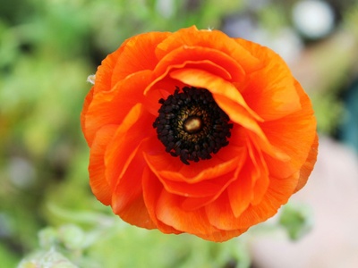 Persian Buttercup