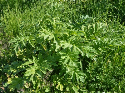 Persian Hogweed