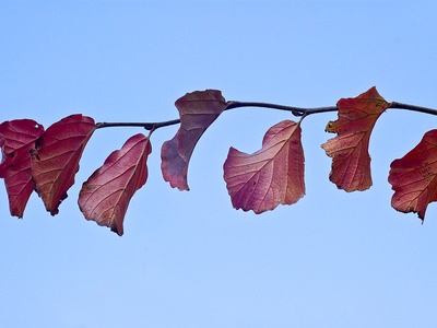 Persian Ironwood