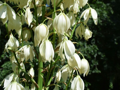 Persian Lily 'Ivory Bells'