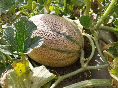 Persian Melon