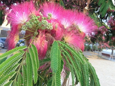 Persian Silk Tree