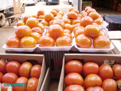Persimmon (Dióspiro)