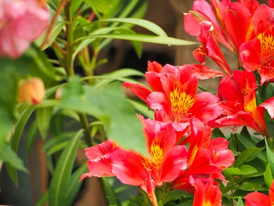 Peruvian Lily
