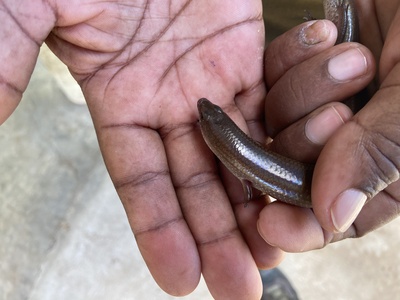 Peter's Writhing Skink