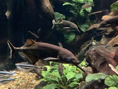 Peters's Elephantnose