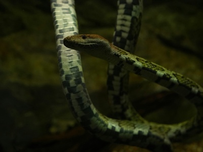 Peters' Thread Snake