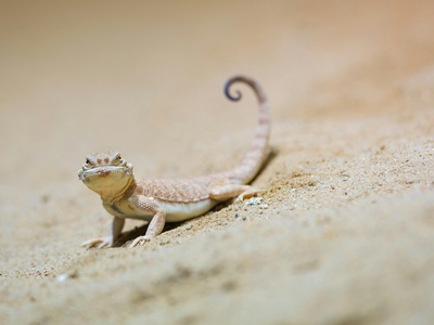 Petri's Sand Gecko