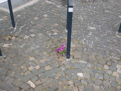 Petunia