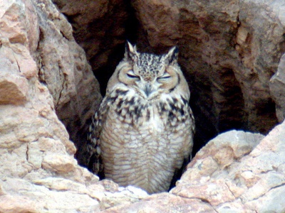 Pharoah Eagle-Owl
